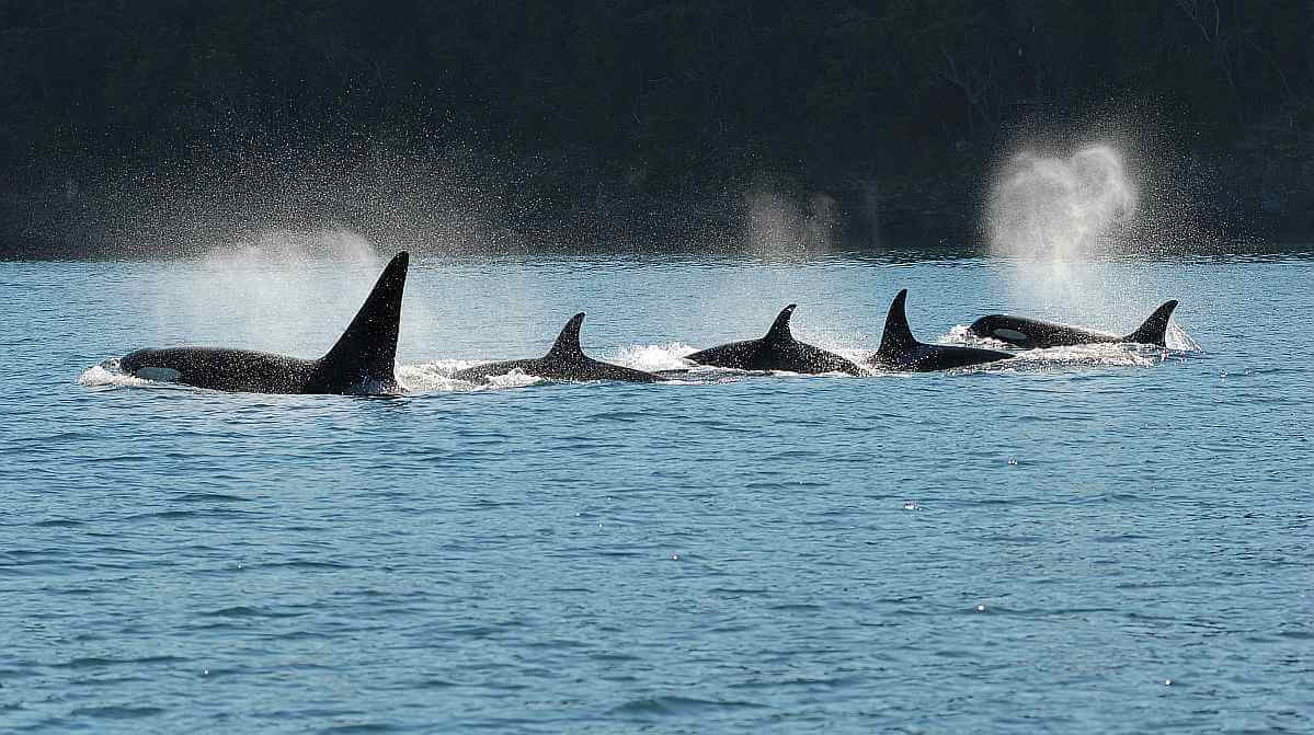 Velryby kontrolují téměř 90% cirkulující nabídky Polуgonu (MATIC)